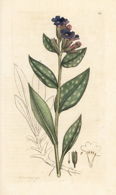 Pulmonaire officinale, Pulmonaria officinalis. Gravure à la main d