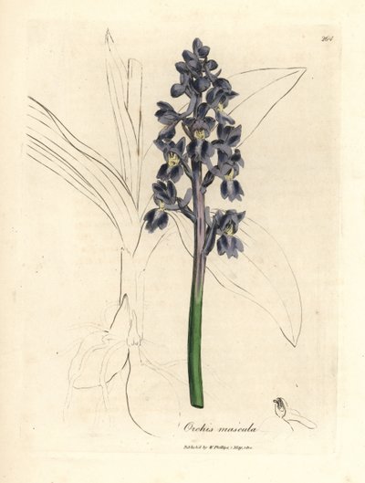 Orchis mâle, Orchis mascula - James Sowerby