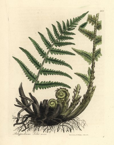 Polypodium filix mas - James Sowerby
