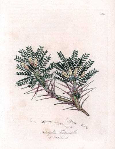 Astragale de Marseille ou coussin de mère - Astragale épineux, Astragalus tragacantha. Gravure à la main en couleur d