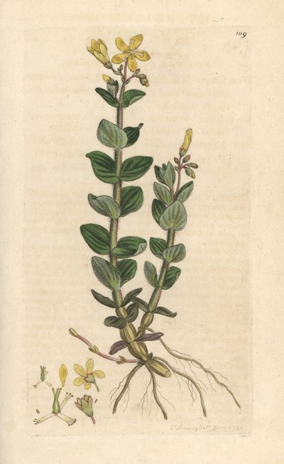 Millepertuis des marais, Hypericum elodes - James Sowerby