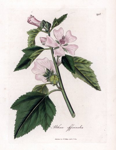 Guimauve officinale ou guimauve sauvage ou guimauve blanche, Althaea officinalis. Gravure à la main d