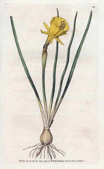 Trompette de Méduse - James Sowerby