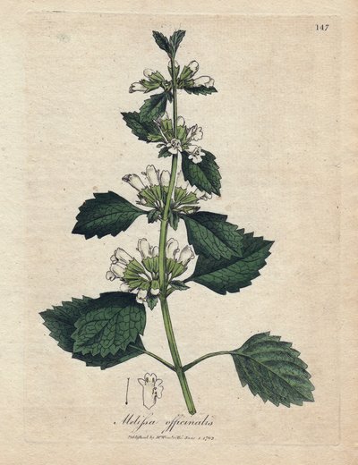 Mélisse officinale (Melissa officinalis) - James Sowerby