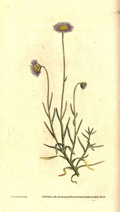 Aster mignonette, Felicia tenella - James Sowerby