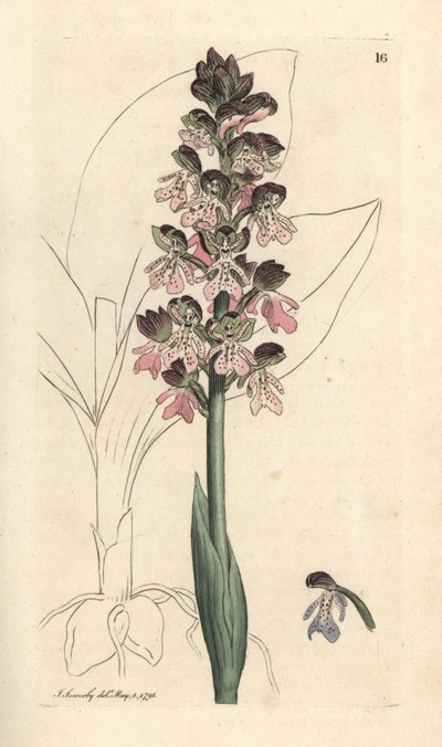Orchis militaire, Orchis militaris Gravure à la main d