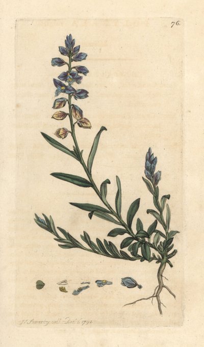 Polygale vulgaire, Polygala vulgaris. Gravure à la main d