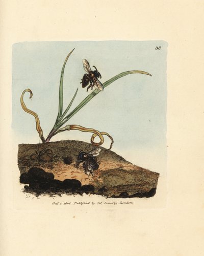Abeille minière, Andrena nigroaenea (Melitta nigro-aenea) - James Sowerby