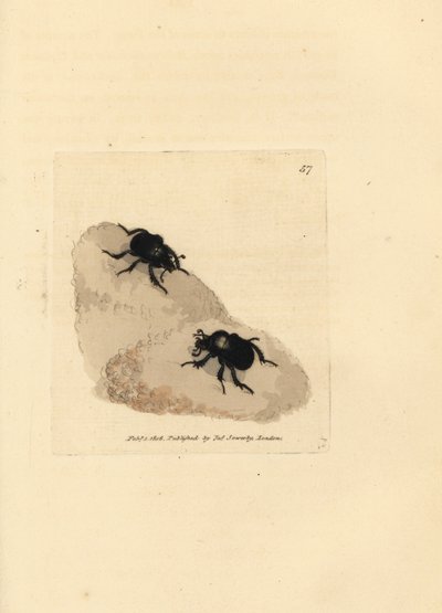 Scarabée minotaure, Typhaeus typhoeus - James Sowerby