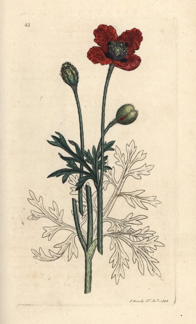 Pavot hybride ou pavot à tête épineuse ronde, Papaver hybridum. Gravure à la main d