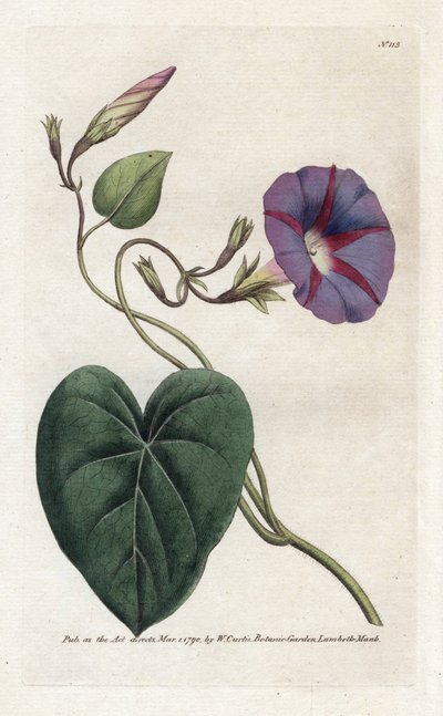 Liseron ou Ipomée - James Sowerby