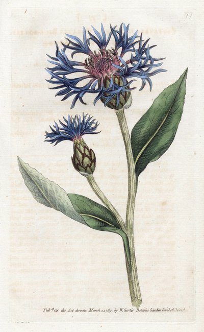 Centaurea montana ou Bleuet vivace - James Sowerby