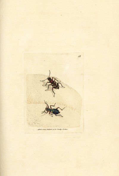 Cicindèle hybride, Cicindela hybrida. Gravure à la main en cuivre colorée par James Sowerby de The British Miscellany, ou Figures colorées de sujets animaux nouveaux, rares ou peu connus - James Sowerby