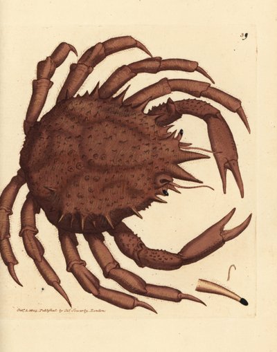 Crabe royal de Norvège, Lithodes maja - James Sowerby