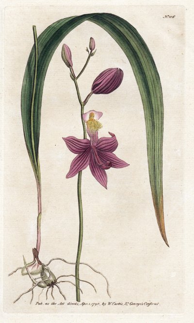 Orchidée: calopogon tubéreux, du Botanical Magazine de William Curtis - James Sowerby