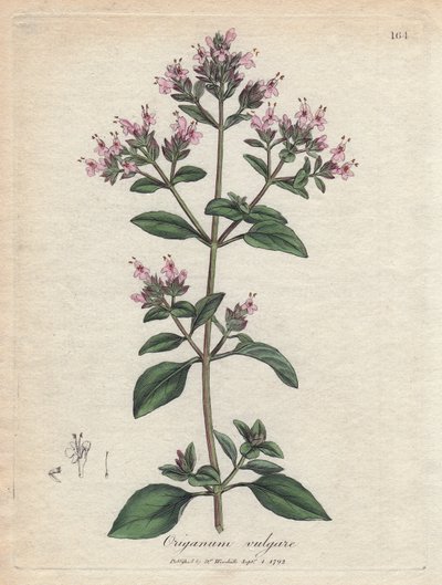 Origan. Gravure à la main d