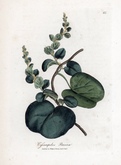 Pareira brava cissampelos, Cissampelos pareira pareira. Gravure à la main d