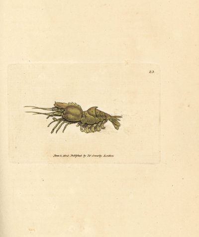 Crevette perroquet, Spirontocaris spinus - James Sowerby