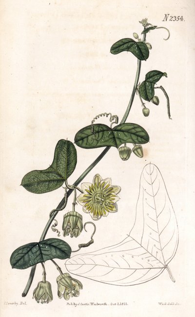 Fleur de la passion, Passiflora biflora - James Sowerby