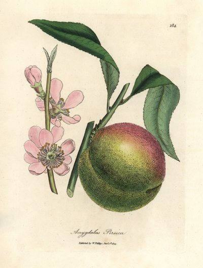 Pêcher avec fruit mûr et fleur rose, Amygdalus persica - James Sowerby
