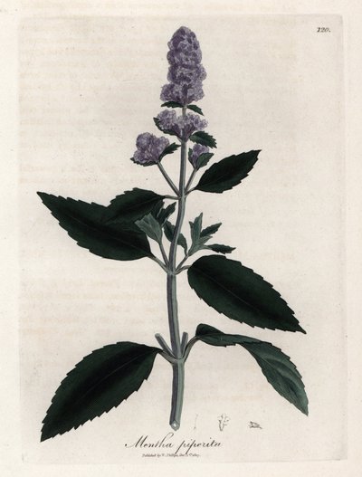 Menthe poivrée - James Sowerby