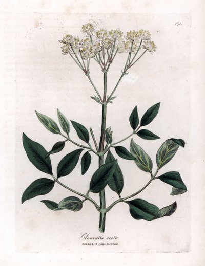 Clématite vivace - Clématite droite, Clematis recta - James Sowerby