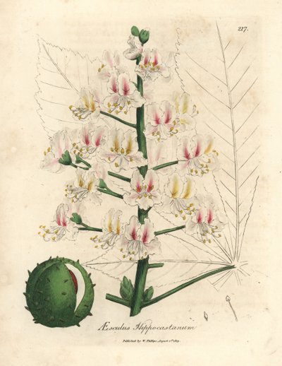 Fleur rose et fruit du marronnier, Aesculus hippocastanum - James Sowerby