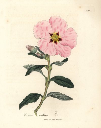 Ciste crétois à fleurs roses, Cistus creticus - James Sowerby
