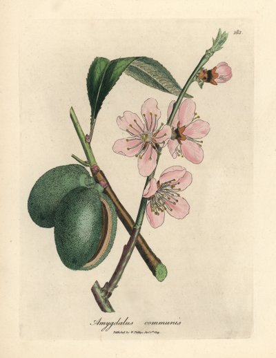 Amandier à fleurs roses, Amygdalus communis - James Sowerby