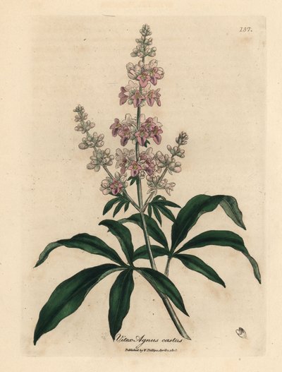 Arbre chaste à fleurs roses, Vitex agnus castus - James Sowerby