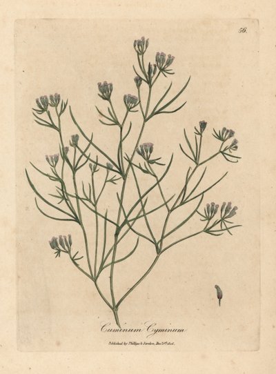Cumin à fleurs roses, Cuminum cyminum - James Sowerby