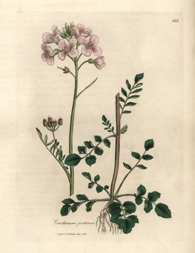 Cardamine des prés à fleurs roses, Cardamine pratensis - James Sowerby