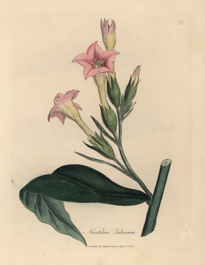 Tabac à fleurs roses, Nicotiana tabacum - James Sowerby