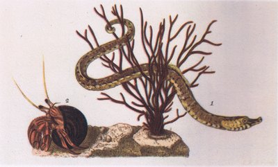 Poisson-tuyau et Bernard-l