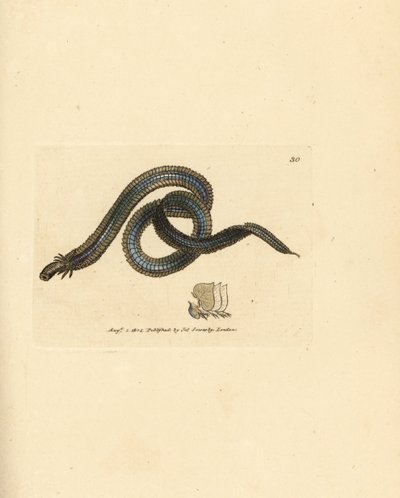 Ver polychète, Phyllodoce lamelligera - James Sowerby