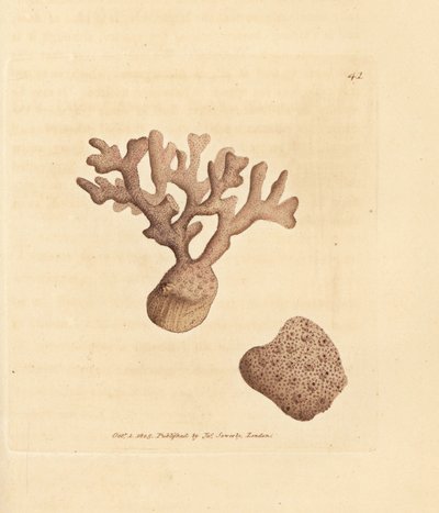 Porella compressa (Millepora compressa) - James Sowerby