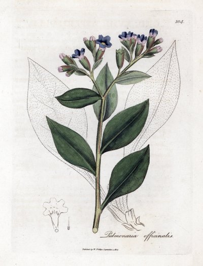 Pulmonaire officinale - Pulmonaire, Pulmonia officinalis. Gravure à la main en couleur d