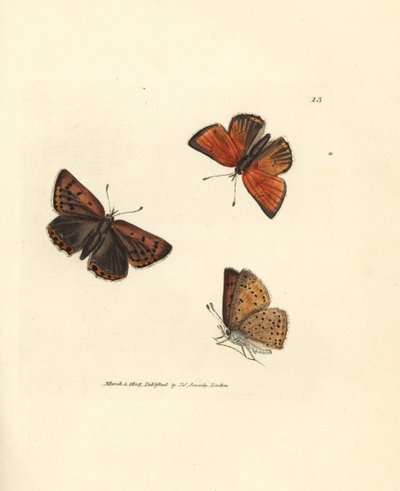 Cuivré pur, Lycaena hippothoe. Gravure à la main en cuivre colorée par James Sowerby de The British Miscellany, ou Figures colorées de sujets animaux nouveaux, rares ou peu connus - James Sowerby