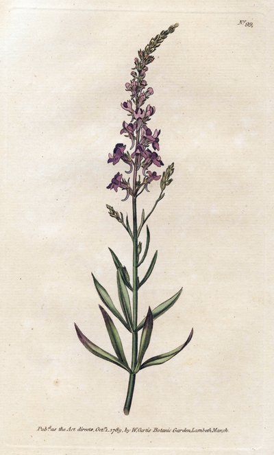 Linaire pourpre - Lithographie de James Sowerby (1757-1822), tirée du Botanical Magazine de William Curtis (1746-1799) - James Sowerby