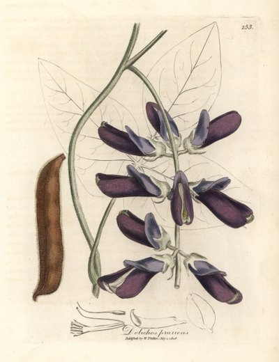 Dolique à fleurs pourpres, Dolichos pruriens - James Sowerby
