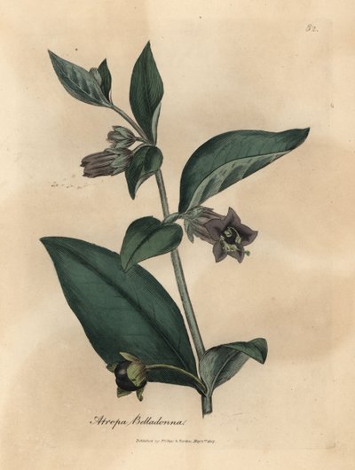 Belladone à fleurs pourpres, Atropa belladonna - James Sowerby