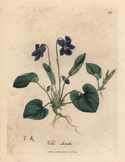 Violette odorante à fleurs pourpres, Viola odorata - James Sowerby