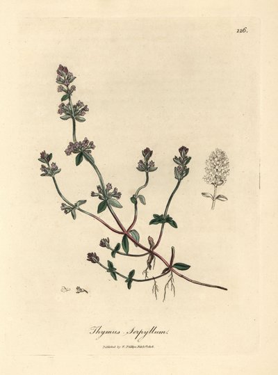 Thymus serpyllum - James Sowerby