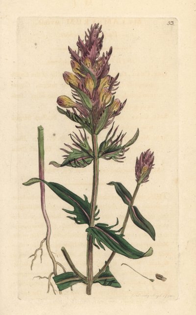 Mélampyre des champs, Melampyrum arvense. Gravure à la main en couleur d