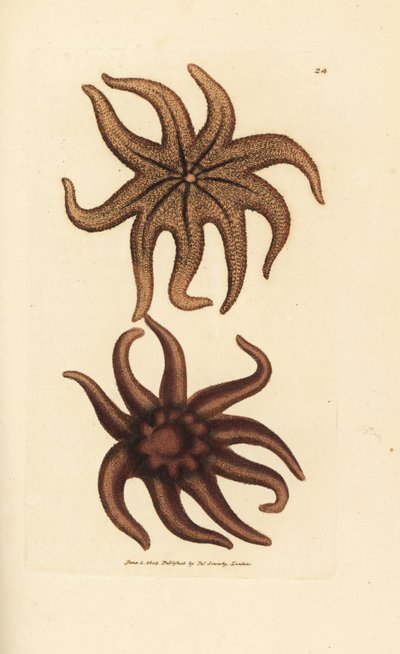 Astérie pourpre, Solaster endeca - James Sowerby