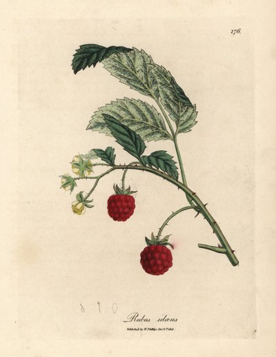 Framboisier avec fruits mûrs et fleurs jaunes, Rubus idaeus - James Sowerby