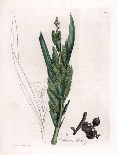Palmier rotin - Canne de rotin, Calamus rotang - James Sowerby