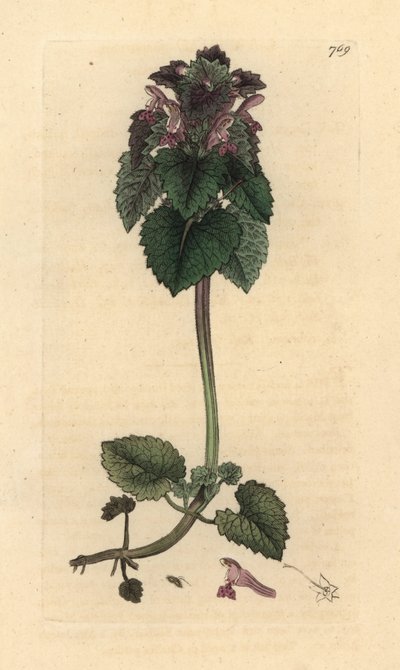 Lamier pourpre, Lamium purpureum Gravure sur cuivre coloriée à la main d