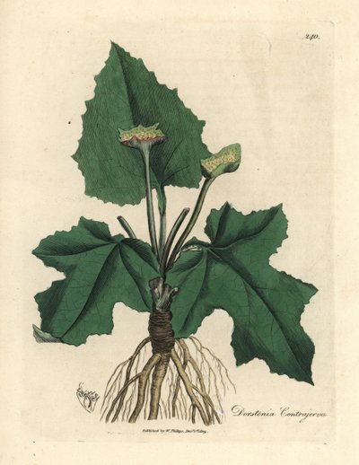 Racines, rhizome, feuilles et fleur de contrayerva, Dorstenia contrajerva - James Sowerby