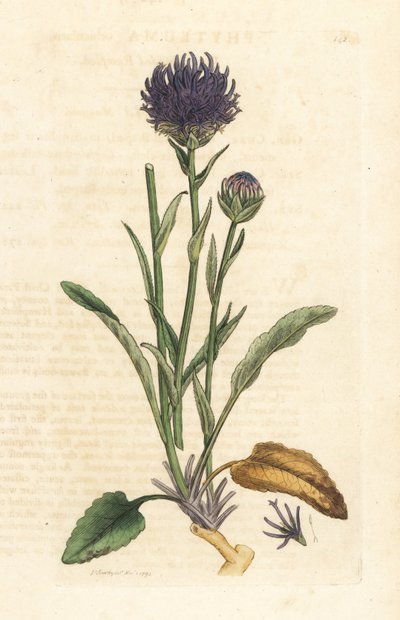 Raiponce orbiculaire, Phyteuma orbiculare (Phyteuma orbicularis) - James Sowerby